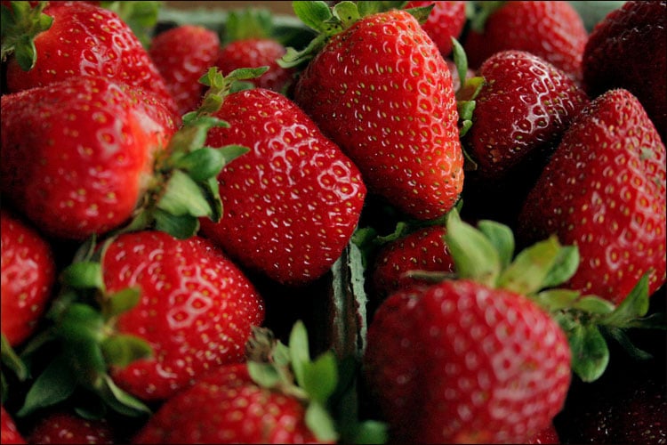 05222008farm-strawberries