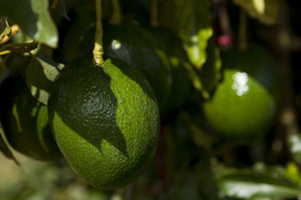 Avocados growing on a tree. Avocado fruit. UF/IFAS Photo by Tyler Jones.